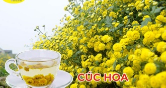 Cúc hoa: Những lợi ích chữa bệnh thần kỳ có thể bạn chưa biết